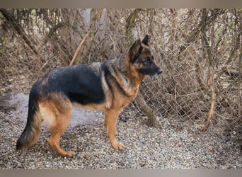 GIBSY - die nette und aktive Hündin schätzt Menschen sehr und ist motiviert zu lernen