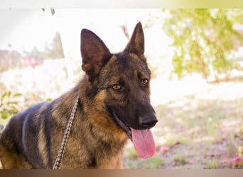 KESSY - die liebe, freundliche Hundedame sucht ein tolles Zuhause!