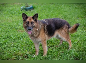 LOIC - der freundliche Balljunkie sucht eine unternehmungslustige Familie