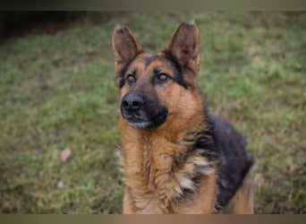 Chip-Nr. 256114 - Ich freue mich darauf, mit meinen Menschen die Welt zu entdecken!