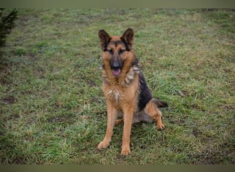 Chip-Nr. 256114 - Ich freue mich darauf, mit meinen Menschen die Welt zu entdecken!