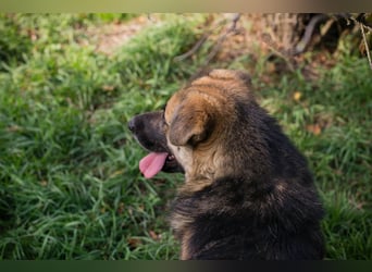 Chip-Nr. 236917 - der aufgeschlossene, neugierige Rüde wünscht sich sehnlichst eine Familie Chip-Nr. 236917 - der aufgeschlossene, neugierige Rüde wünscht sich sehnlichst eine Familie