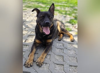 MONTY - der temperamentvolle und engagierte Rüde träumt von einer aktiven Familie!