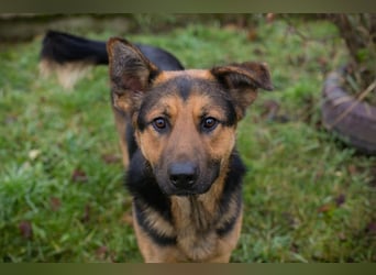 Chip-Nr. 265911 - ich freue mich darauf, mit meinen Menschen die Welt zu entdecken!