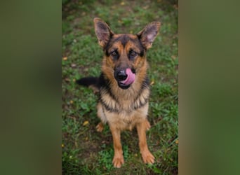 JÖRDI - die neugierige, muntere und aktive Hündin träumt von einem tollen Zuhause