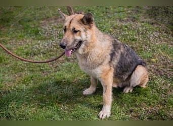 IRIS - wer schenkt mir sein Herz und zeigt mir, wie schön ein Hundeleben sein kann?