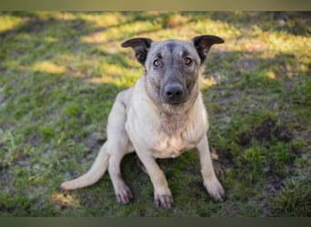 AMELIE - ich freue mich auf ein tolles Leben in meinem Für-Immer Zuhause