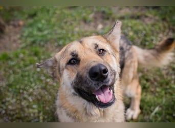 IRIS - wer schenkt mir sein Herz und zeigt mir, wie schön ein Hundeleben sein kann?