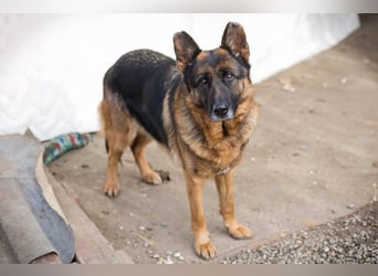 GIBSY - die nette und aktive Hündin schätzt Menschen sehr und ist motiviert zu lernen