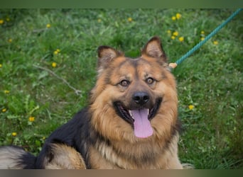 Chip-Nr. 256060 - der hübsche, soziale Rüde ist auf der Suche nach einer eigenen Familie