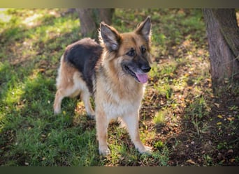 Schäferhündin ASHANTI benötigt noch etwas Hunde-Einmaleins und geht gerne spazieren