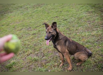 STELLA - Abenteuerlust, Spielfreude, Menschenliebe + eine ganze Menge Schönheit bringt die Maus mit!