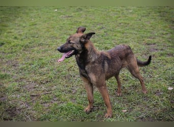 STELLA - Abenteuerlust, Spielfreude, Menschenliebe + eine ganze Menge Schönheit bringt die Maus mit!