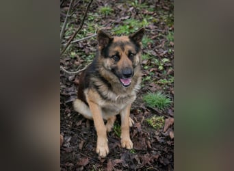 Chip-Nr. 263916 - der menschenbezogene und aktive Rüde sucht eine hundeerfahrene Familie!