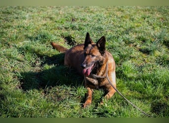MAJA - ich suche eine liebe Familie, die mir zeigt, wie schön das Leben sein kann