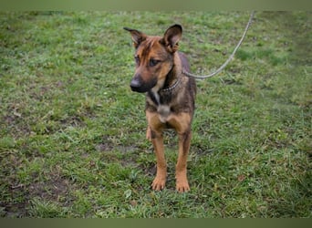 BUDDY - lernen, spielen, knuddeln, wer schenkt mir ein tolles Hundeleben?