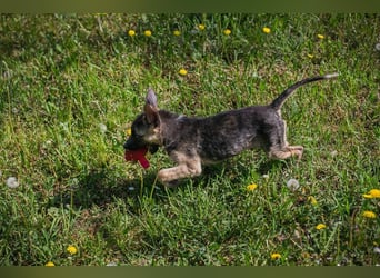 Welpe Chip-Nr. 257991 - wer schenkt dem kleinen Racker ein liebevolles Für-Immer Zuhause?