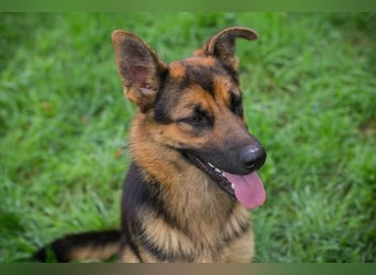 JÖRDI - die neugierige, muntere und aktive Hündin träumt von einem tollen Zuhause