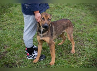 BUDDY -  lernen, spielen, knuddeln, wer schenkt mir ein tolles Hundeleben?