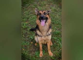 JÖRDI - die neugierige, muntere und aktive Hündin träumt von einem tollen Zuhause