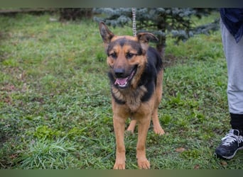 Chip-Nr. 265911 - ich freue mich darauf, mit meinen Menschen die Welt zu entdecken!