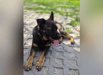 MONTY - der temperamentvolle und engagierte Rüde träumt von einer aktiven Familie!