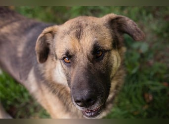 Chip-Nr. 236917 - der aufgeschlossene, neugierige Rüde wünscht sich sehnlichst eine Familie Chip-Nr. 236917 - der aufgeschlossene, neugierige Rüde wünscht sich sehnlichst eine Familie
