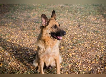 FENTE - die aktive Hündin freut sich auf tolle Abenteuer mit einer unternehmungslustigen Familie