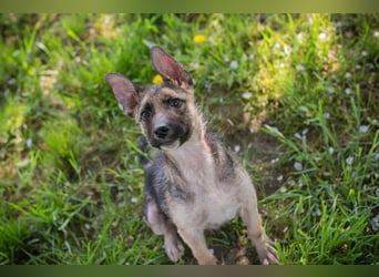 Welpe Chip-Nr. 257991 - wer schenkt dem kleinen Racker ein liebevolles Für-Immer Zuhause?
