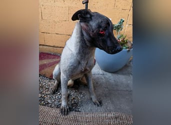 AMELIE - ich freue mich auf ein tolles Leben in meinem Für-Immer Zuhause