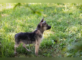 Welpe Chip-Nr. 257991 - wer schenkt dem kleinen Racker ein liebevolles Für-Immer Zuhause?