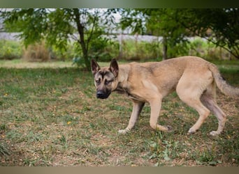 NINJO - der freundliche und fröhliche Jungspund sucht sein eigenes Körbchen!
