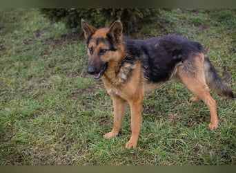 Chip-Nr. 256114 - Ich freue mich darauf, mit meinen Menschen die Welt zu entdecken!