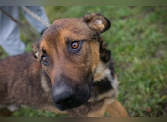 BUDDY - lernen, spielen, knuddeln, wer schenkt mir ein tolles Hundeleben?