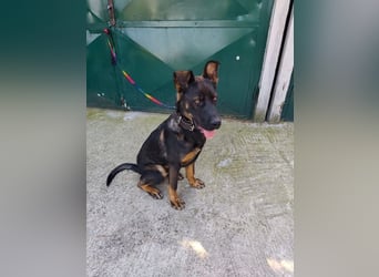 MONTY - der temperamentvolle und engagierte Rüde träumt von einer aktiven Familie!