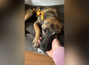 Welpe ZOE - der süße Wirbelwind sucht eine unternehmungslustige, konsequente Familie!