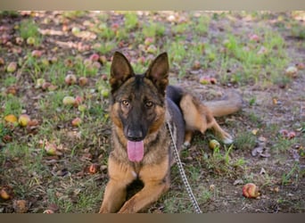 KESSY - die liebe, freundliche Hundedame sucht ein tolles Zuhause!