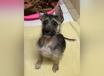 Welpe Chip-Nr. 257991 - wer schenkt dem kleinen Racker ein liebevolles Für-Immer Zuhause?