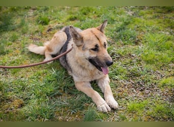 IRIS - wer schenkt mir sein Herz und zeigt mir, wie schön ein Hundeleben sein kann?