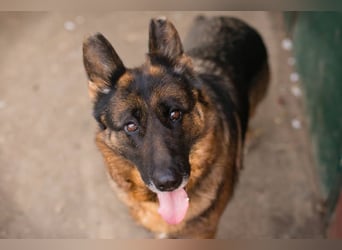 GIBSY - die nette und aktive Hündin schätzt Menschen sehr und ist motiviert zu lernen