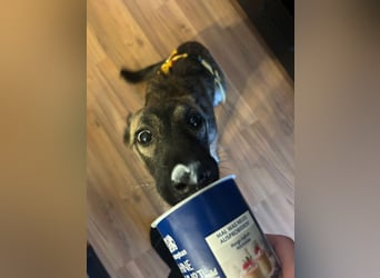 Welpe ZOE - der süße Wirbelwind sucht eine unternehmungslustige, konsequente Familie!