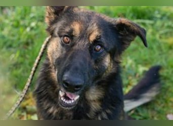 Chip-Nr. 257791 - der aktive und verspielte junge Rüde freut sich auf seine Menschen!