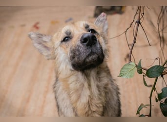 IRIS - wer schenkt mir sein Herz und zeigt mir, wie schön ein Hundeleben sein kann?