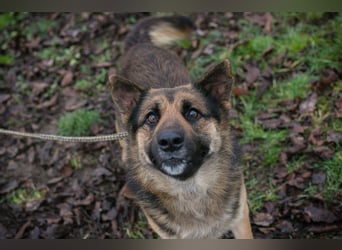 Chip-Nr. 263916 - der menschenbezogene und aktive Rüde sucht eine hundeerfahrene Familie!