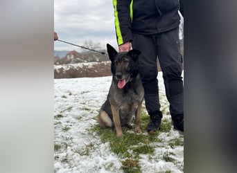 RENA - die intelligente und sanftmütige Hündin träumt von einem liebevollen Für-Immer Zuhause