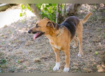 KÄSTNER - wer zeigt dem tollen Kerl wie schön ein Hundeleben sein kann?