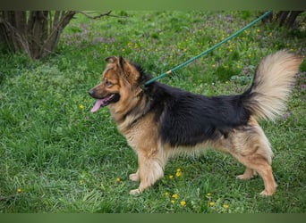 Chip-Nr. 256060 - der hübsche, soziale Rüde ist auf der Suche nach einer eigenen Familie