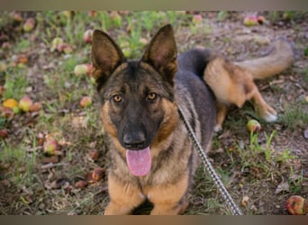 KESSY - die liebe, freundliche Hundedame sucht ein tolles Zuhause!