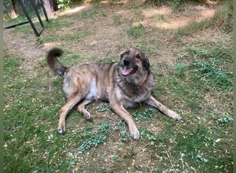 JUNI - lieber und vorsichtiger Herdenschutzhund-Schäferhund Mix - sanfter Riese sucht Zuhause