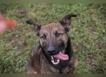 STELLA - Abenteuerlust, Spielfreude, Menschenliebe + eine ganze Menge Schönheit bringt die Maus mit!